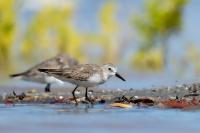 Calidris pusilla      