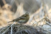 Anthus trivialis