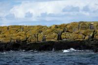 Scotland landscape and fauna