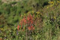 Tanzania-FLORA