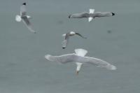 Larus hyperboreus