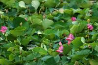 Australia  flora