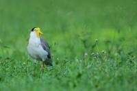 New Zealand -fauna