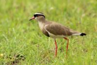 Vanellus coronatus