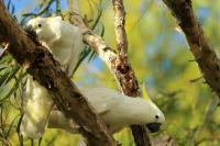 Cacatua galerita