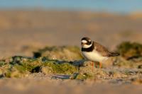 Charadrius hiaticula