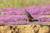 Merops apiaster