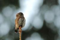 Glaucidium passerinum 