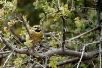 Emberiza cirlus