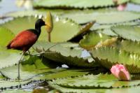 Jacana spinosa