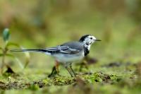 Motacilla alba