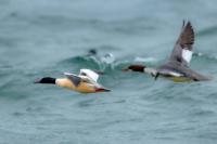 Mergus merganser