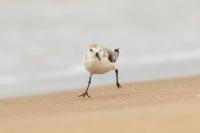 Calidris alba