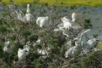 Cyprus FAUNA