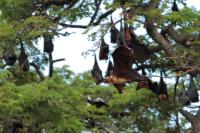 Indian flying fox