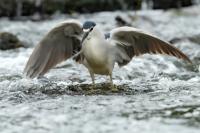 Nycticorax nycticorax