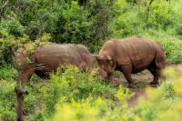 White rhinoceros