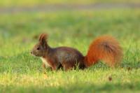 Red squirrel