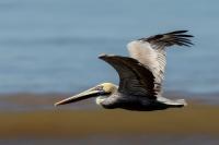 Pelecanus occidentalis