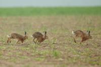 European hare