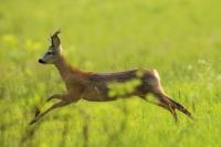 Roe deer