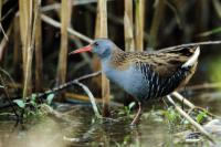 Rallus aquaticus