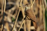 Acrocephalus arundinaceus