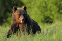 Brown bear