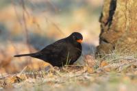 Turdus merula