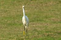 Egretta thula