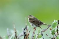 Anthus pratensis