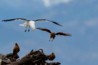 Larus dominicanus