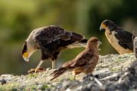 Caracara plancus