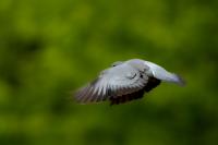 Columba oenas