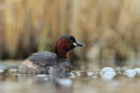 Tachybaptus ruficollis