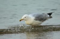 Larus argentatus