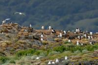 Phalacrocorax atriceps