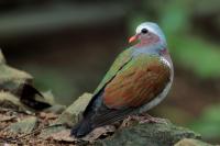 Sri Lanka FAUNA