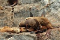 South American sea lion