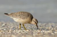 Calidris canutus