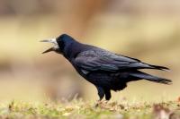 Corvus frugilegus