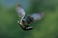 Columba palumbus