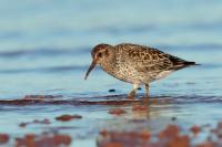 Calidris maritima