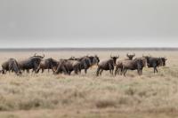 Blue wildebeest