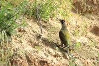 Picus viridis