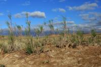 Gobi Desert