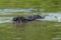 Wild water buffalo