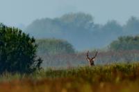 Red deer