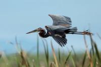 Ardea purpurea