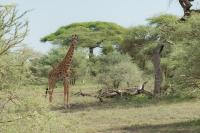 Masai giraffe